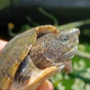 Sternotherus minor
