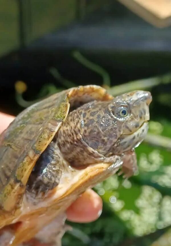 Sternotherus minor