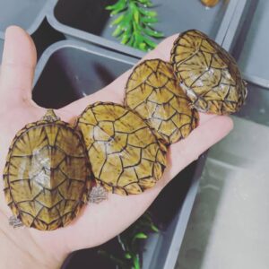 Sternotherus minor peltier