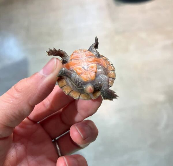 Sternotherus minor peltier
