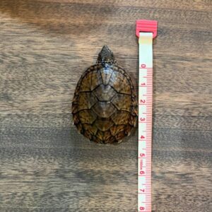 Sternotherus minor peltier