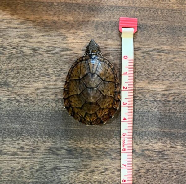 Sternotherus minor peltier