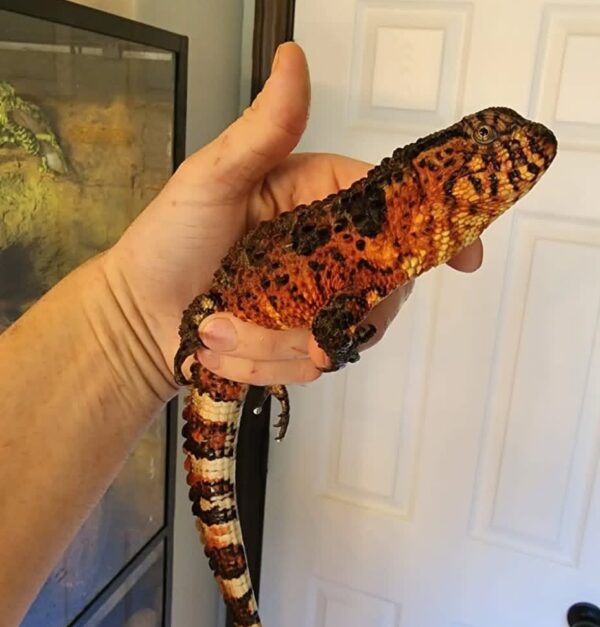 (Shinisaurus crocodilurus)