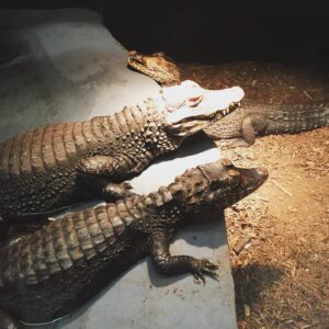 yangtze alligator for sale