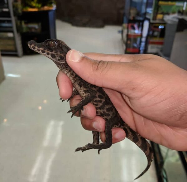 Cuvier baby caiman