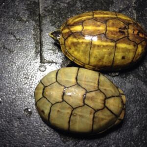 KINO STERNON BAURIIII