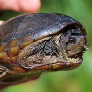 JJwfarmsanctuary.com sells turtles and animals of all kind