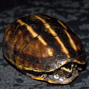Three striped mud turtles for sale