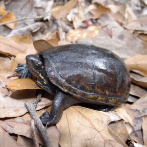 kinosternon-subrubrum for sale, louisiana mud turtles for sale