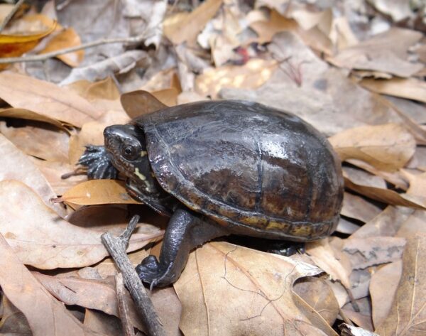 kinosternon-subrubrum for sale, louisiana mud turtles for sale