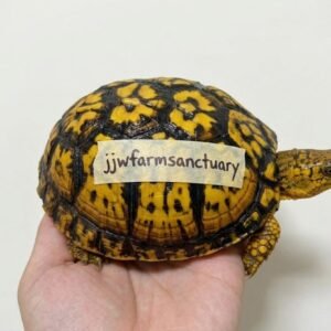喜歡的花紋, TerrapeneCarolinaCarolina, Easternboxturtle, 東部箱龜