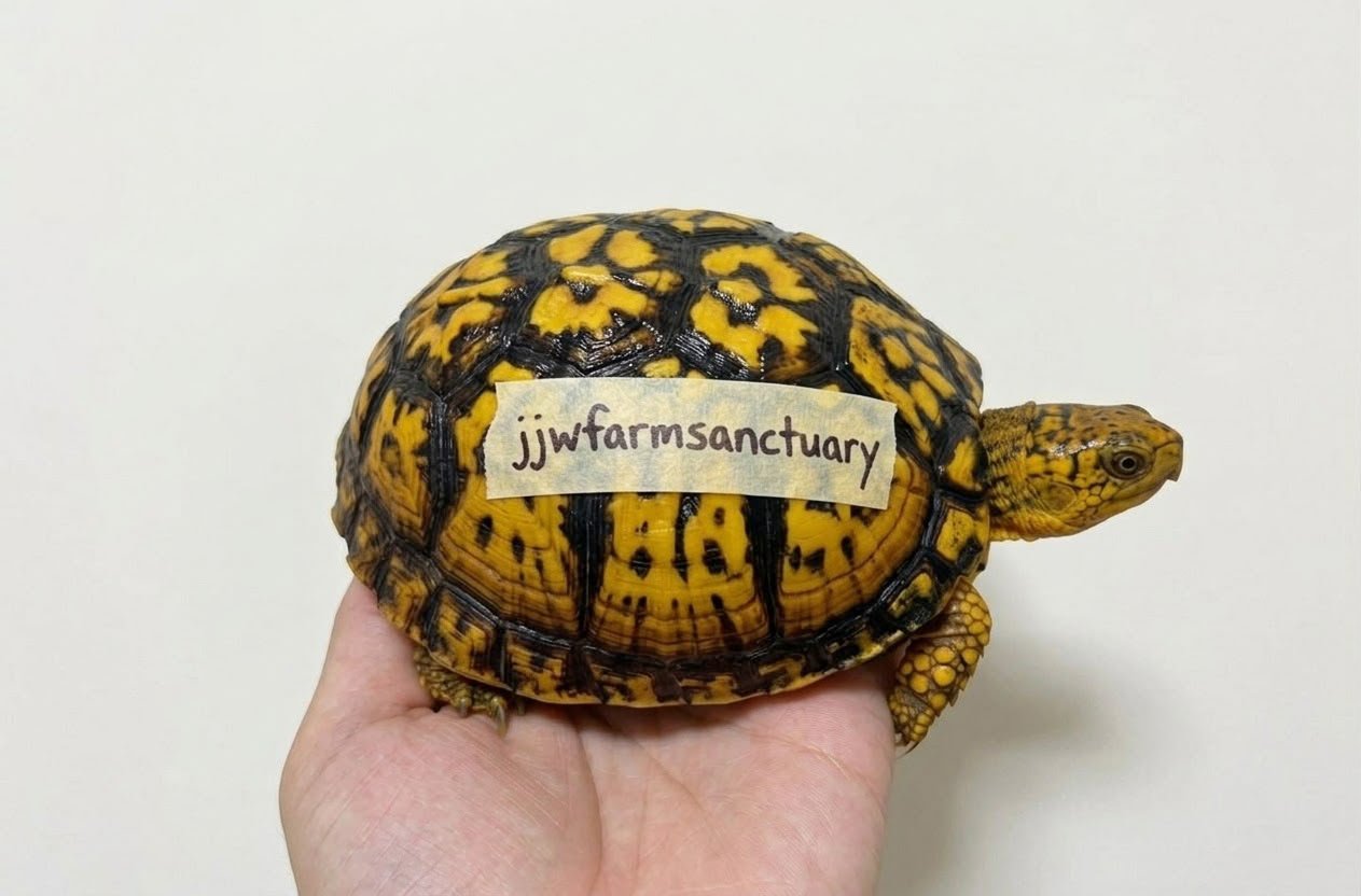 喜歡的花紋, TerrapeneCarolinaCarolina, Easternboxturtle, 東部箱龜