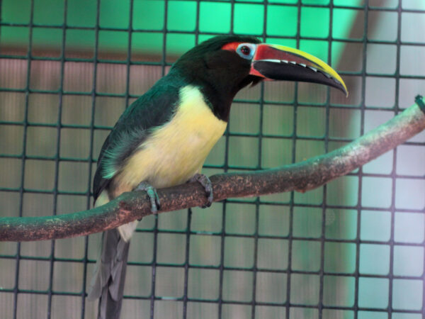 Female green aracari for sale