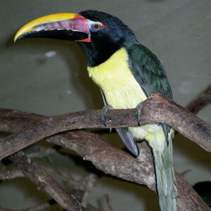 toucannete for sale, toucans for sale, green aracari male, green aracari male for sale