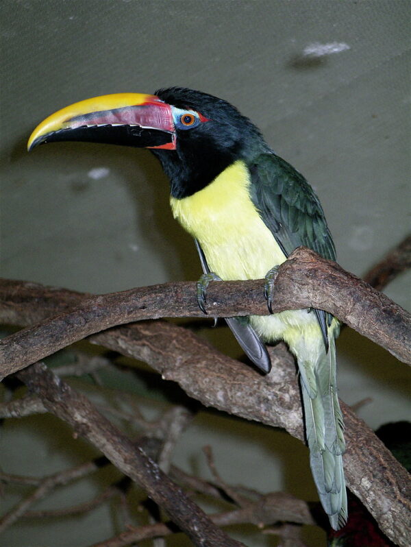 toucannete for sale, toucans for sale, green aracari male, green aracari male for sale