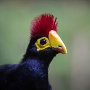 Ross’s Turaco for sale near me