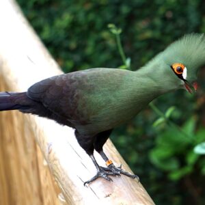 Schalow’s Turaco for sale online
