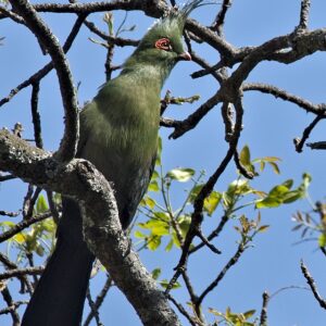 Schalow’s Turaco for sale