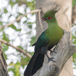 male Schalow’s Turaco for sale