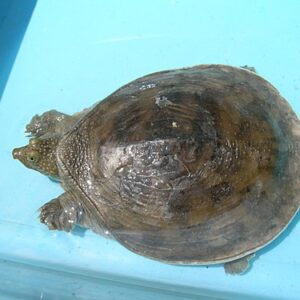 Senegal flapshell turtle for sale