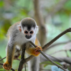 Squirrel Monkey for sale