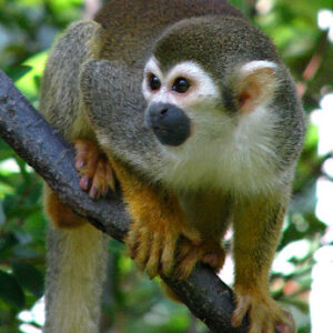 Squirrel Monkey for sale near me