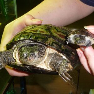 West african mud turtle FOR SALE
