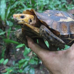 Western hinge back tortoise for sale