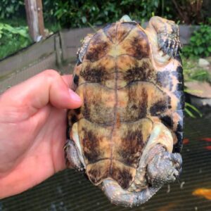 Spanish Pond Turtle for sale