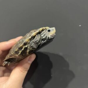 Balkan Pond Turtle for sale