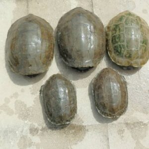 Balkan Pond Turtle for sale