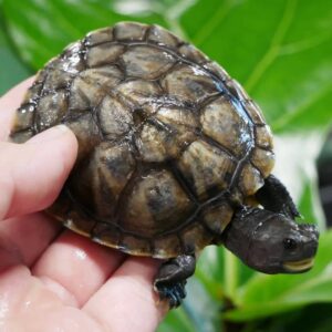 sicilian pond turtle for sale