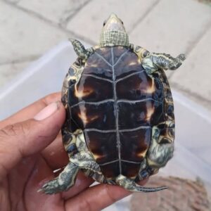 Caspian Turtle for sale