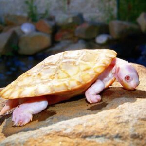 albino turtle for sale