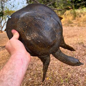 African softshell turtle for sale