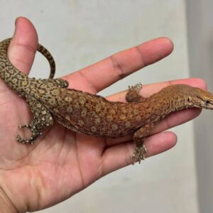 pilbara rock monitor lizard for sale