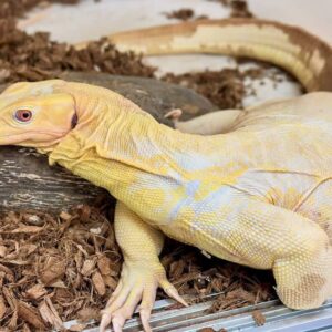 Albino water monitor lizard for sale