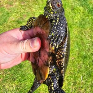 European pond turtle: (Emys orbicularis orbicularis) for sale