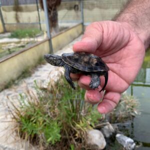 Baby european pond turtle for sale.