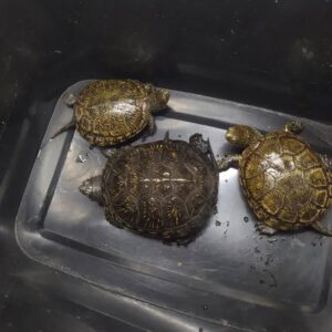 Female european pond turtles for sale