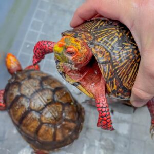 墨西哥箱龟出售