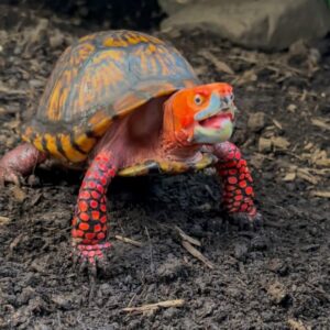 male mexican box turtle for sale
