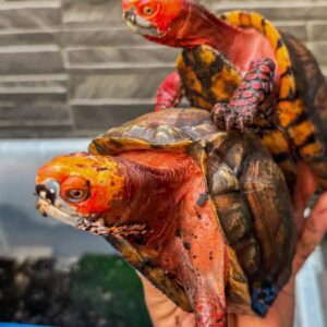 墨西哥箱龟出售