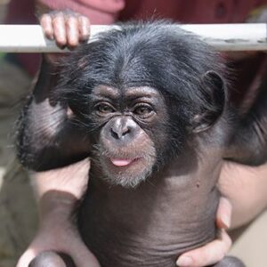 chimpanzee for sale florida