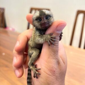 pocket monkey for sale