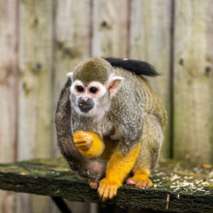 female Squirrel Monkey for sale