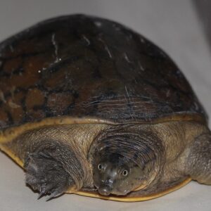 Indian_flapshell_turtle_(Lissemys_punctata)