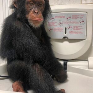 Tamed chimpanzee for sale