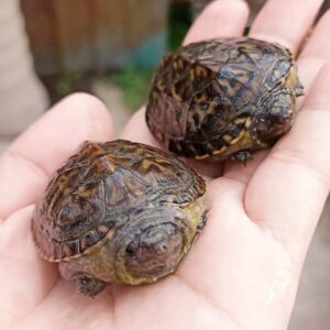 墨西哥大麝香龟出售