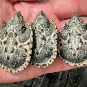 墨西哥大麝香龟